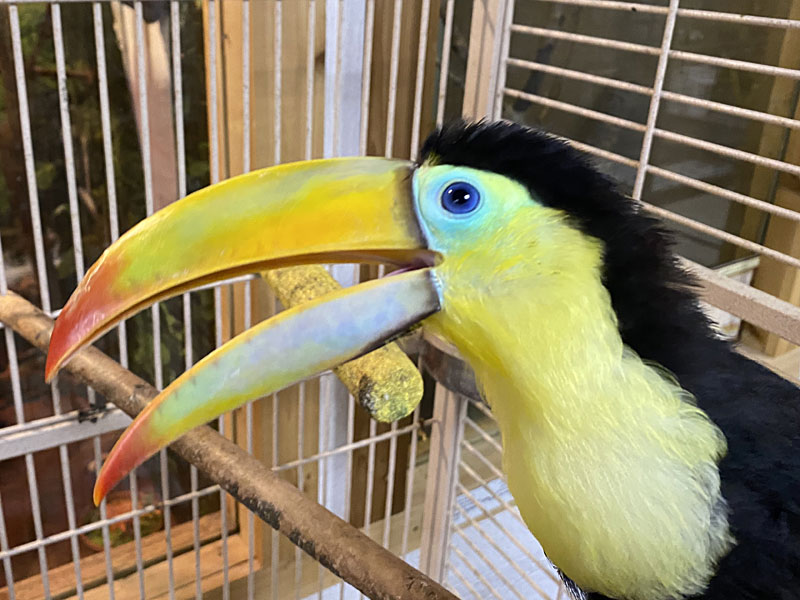 Young Male Keel Billed Toucan at GarLyn Zoo